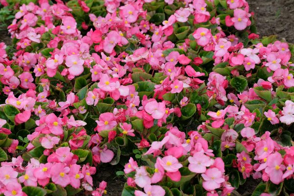Quand couper la lavande pour un jardin toujours parfumé