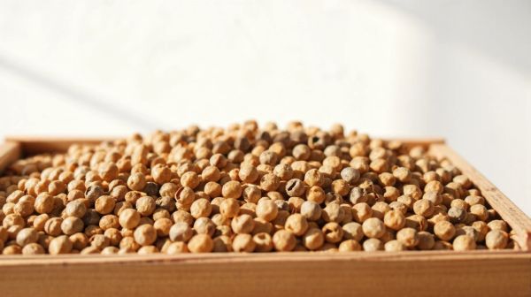 Guide des prix des pellets en Belgique : décryptage des coûts