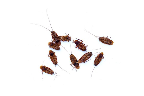 Traitement professionnel contre les infestations : sécurité et efficacité